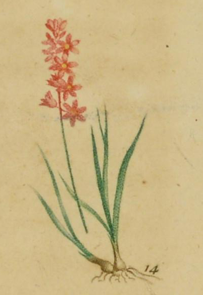 Illustration of onion grass with bulbs and a stem of red flowers.